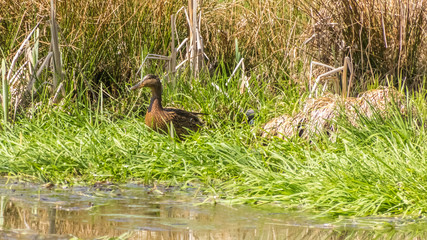 Duck in the grass at a pond