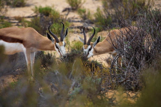 South Africa, Aquila Private Game Reserve, Springboks eating, Antidorcas marsupialis