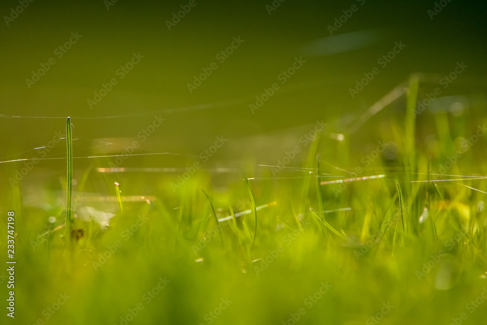 Wall mural green grass with spider web