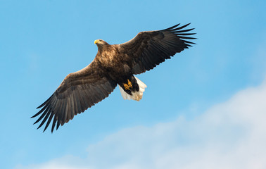 Obraz na płótnie Canvas Adult White-tailed eagle in flight. Blue sky background. Scientific name: Haliaeetus albicilla, also known as the ern, erne, gray eagle, Eurasian sea eagle and white-tailed sea-eagle.