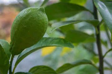 fruit du citronnier