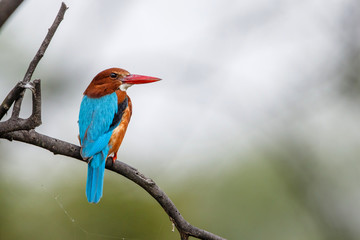 White-throated Kingfisher - Keoladeo Ghana National Park - Bharatpur - India