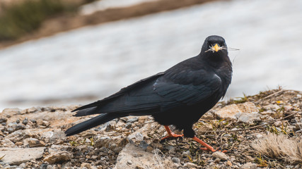 Cute jackdaw at the Hochfelln summit