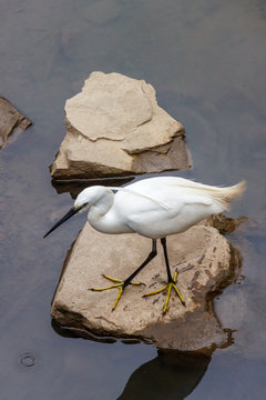 Pappushaare Bilder Durchsuchen 115 Archivfotos, und