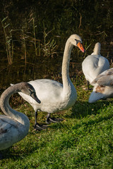 The family of white swans Cygnus olor sits on the grass of a lake in Goryachiy Klyuch. Krasnodar region. Nature concept for design