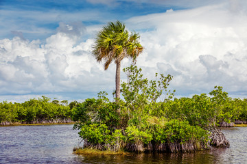 Island with palm tree, Everglades Florida