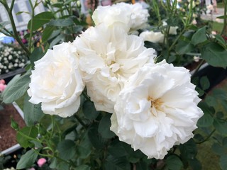 Pretty Flowers in the Garden