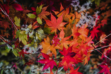 .Incredible autumnal and colorful landscapes of the city of Nikko in Japan. Travel Photography.