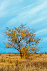 The autumn tree with golden leaves standing in the yellow field at the sunset time