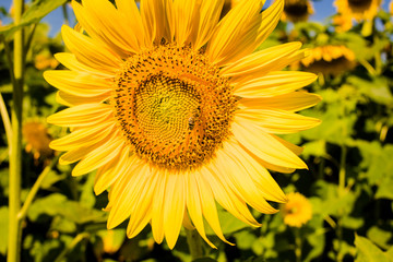 Fototapeta premium Field with sunflowers