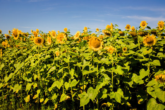 Field with sunflowers