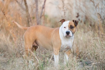 American staffordshire terrier dog in garden. Amstaff dog.