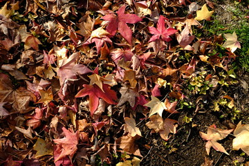 autumn leaves on ground