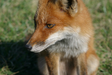 Fototapeta premium 神威岬のキタキツネ