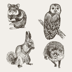 Set of highly detailed hand drawn squirrel, owl, hamster and hedgehog on simple background. Forest small animals vector design - 233750586