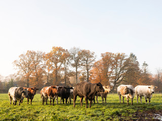 green meadow with meat cows in autumn landscape near dutch town of utrecht in the netherlands