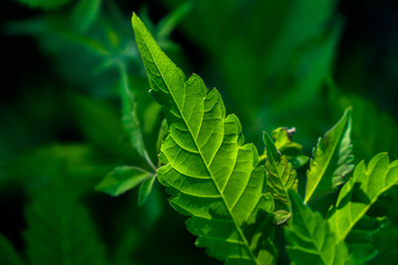 green leaves of tree