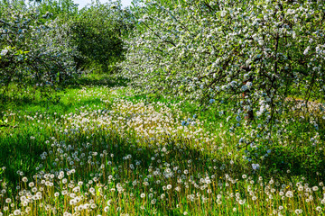 Flowering apple trees in spring