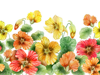 Beautiful nasturtium flowers with green leaves on white background. Seamless floral pattern. Watercolor painting. Hand drawn and painted illustration.