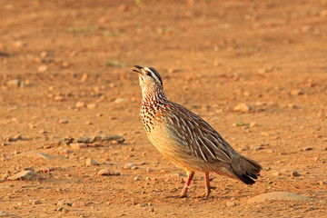 Crested Francolin