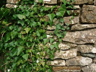 Ivy leaves growing over the surface of a dry stone wall