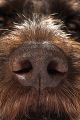 the nose of a hunting dog