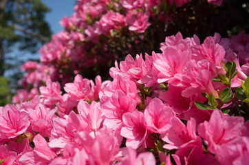 Fototapeta premium ピンク色のツツジの花
