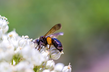 little blossom bee in my season garden