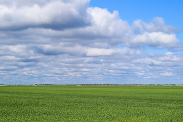 Field of young green barley