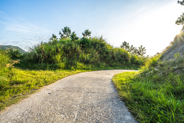 road in forest