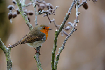robin on a branch, slightly turned white by the frost in the Netherlands