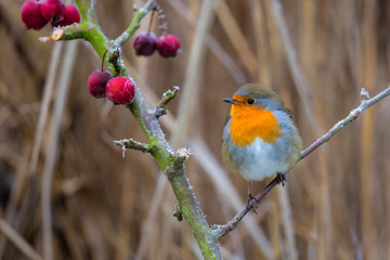 robin on a branch, slightly turned white by the frost in the Netherlands