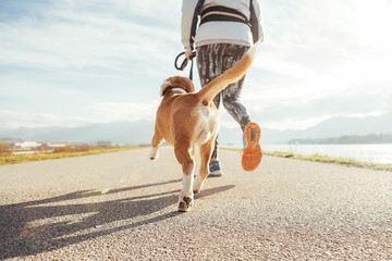 Female starting the morning jogging  with his beagle dog by the asphalt running track. Bright sunny Morning Canicross exercises. Close up legs image