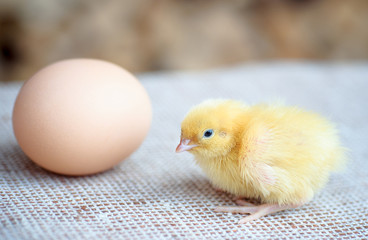 newborn yellow chick