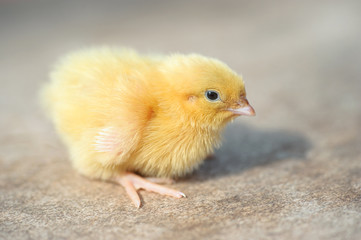 Close up image of a cute little free range baby chicken