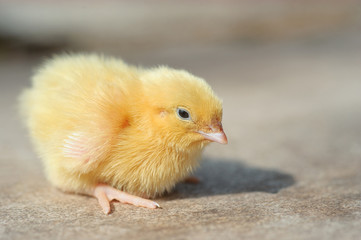 Little yellow chicken on a wooden floor. Growing and selling poultry