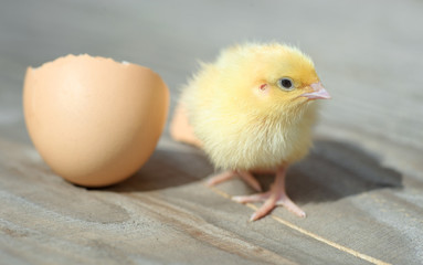 Cute little chicken near the egg