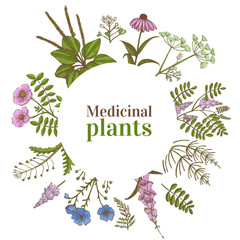 Colored Round Template with Medicinal Plants in Hand-Drawn Style