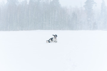 Happy springer spaniel dog running in winter nature