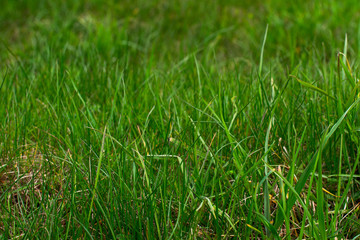 Background of green juicy grass