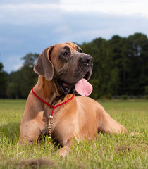 Great Dane's loving look