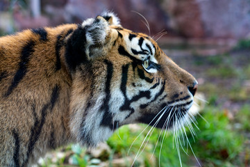 Tiger in profile