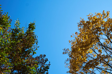 trees branches yellow and green background sky