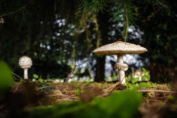 Funghi mazza di tamburo ambientati  nella pineta 