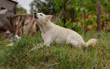 Naklejka na ściany i meble A white dog barks a warning from a grass mound.