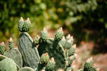 Scenery of Sóller