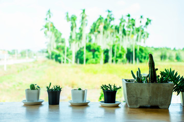 Green cactus pots on wooden desk in the morning, Cute mini cactus with flare light in the morning , Succulent plants in pot on table in coffee restaurent, Landscape view besides the window