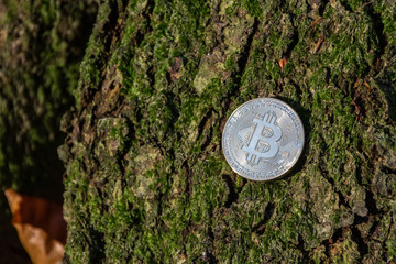 Baum Rinde und Bitcoin Kryptowährung