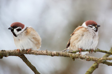 birds sparrows on a branch in spring