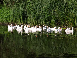 White ducks swimming in the pond together. Home farm concept